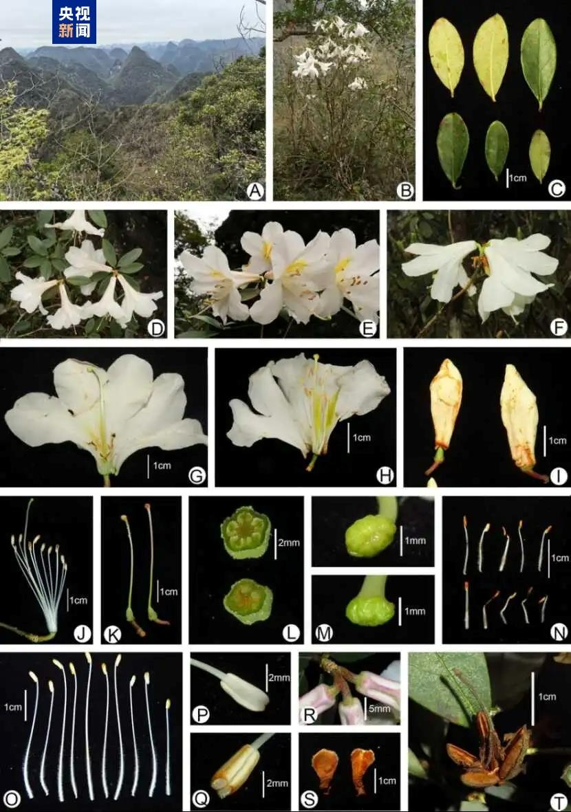 广西百色发现植物新物种 全球不足250株属濒危